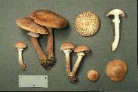 Armillaria ostoyae image