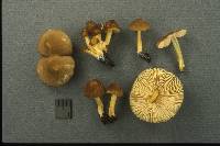 Pluteus romellii image