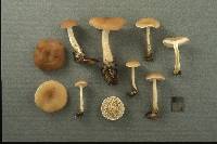 Clitocybe diatreta image