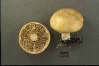 Stropharia hardii image