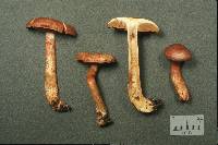 Cortinarius bolaris image