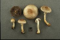 Agaricus diminutivus image