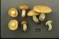 Suillus neoalbidipes image