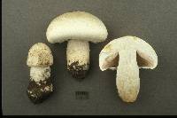 Agaricus crocodilinus image