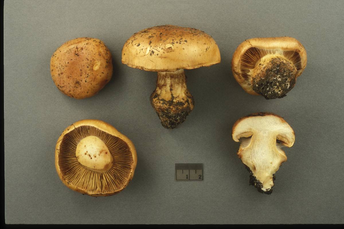 Cortinarius olearioides image