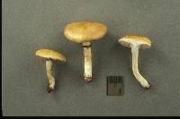 Stropharia coronilla image