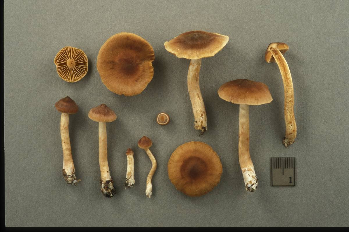 Cortinarius odhinnii image