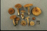 Inocybe marmoripes image