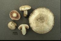 Agaricus bitorquis image