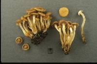 Pholiota prolixa image