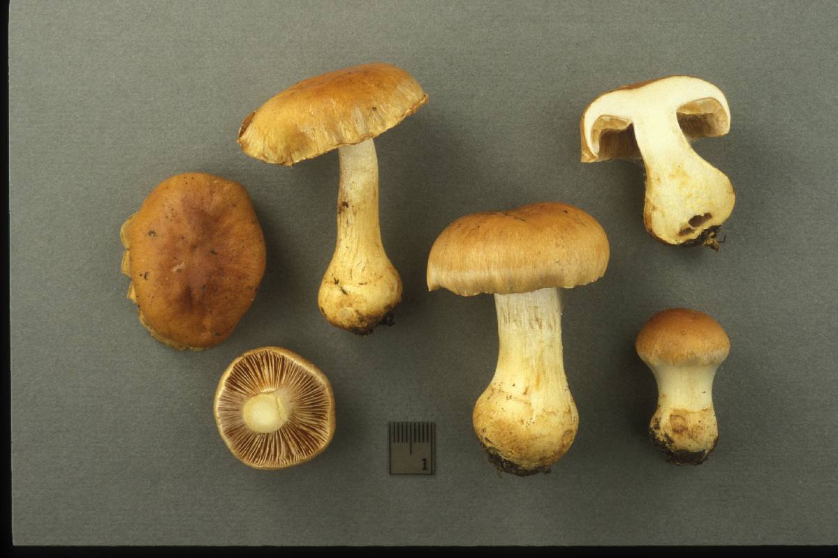 Cortinarius coloratus image