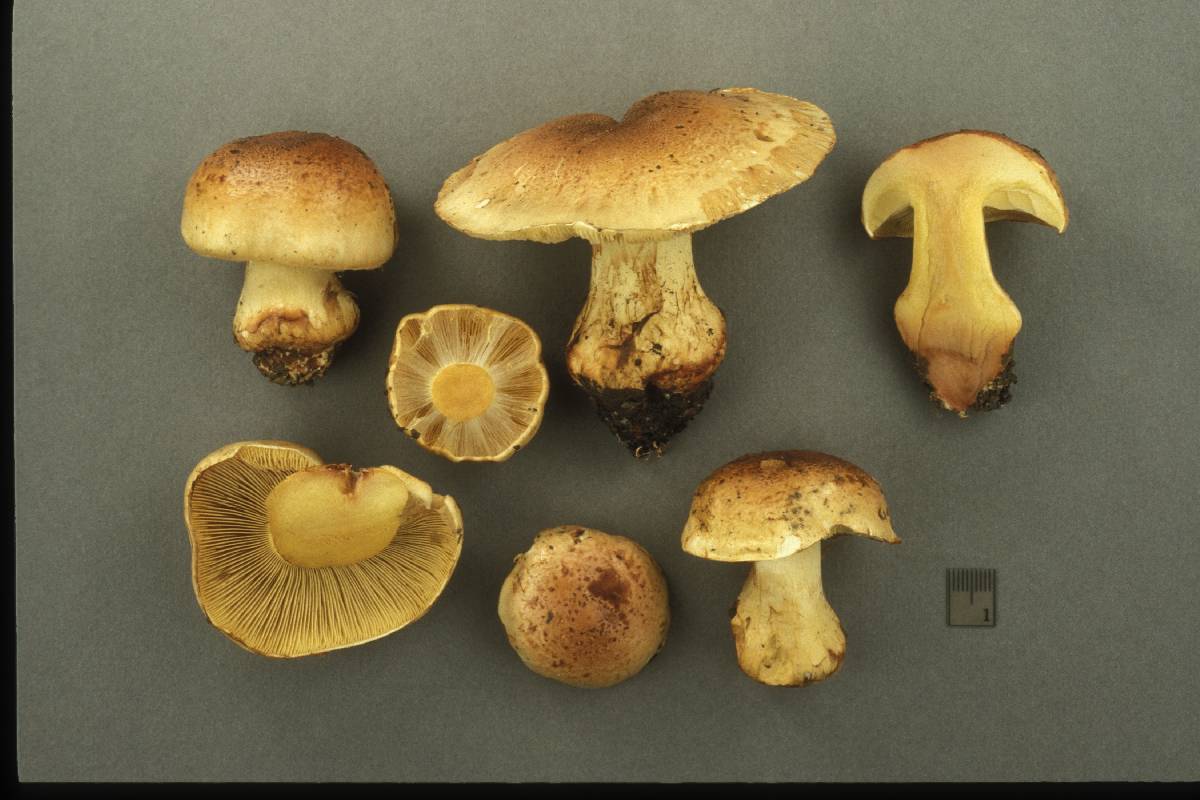 Cortinarius aurilicis image