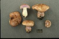 Cortinarius largus image