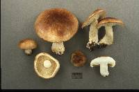 Tricholoma pessundatum image