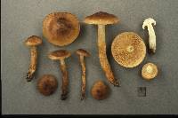 Tricholoma transmutans image