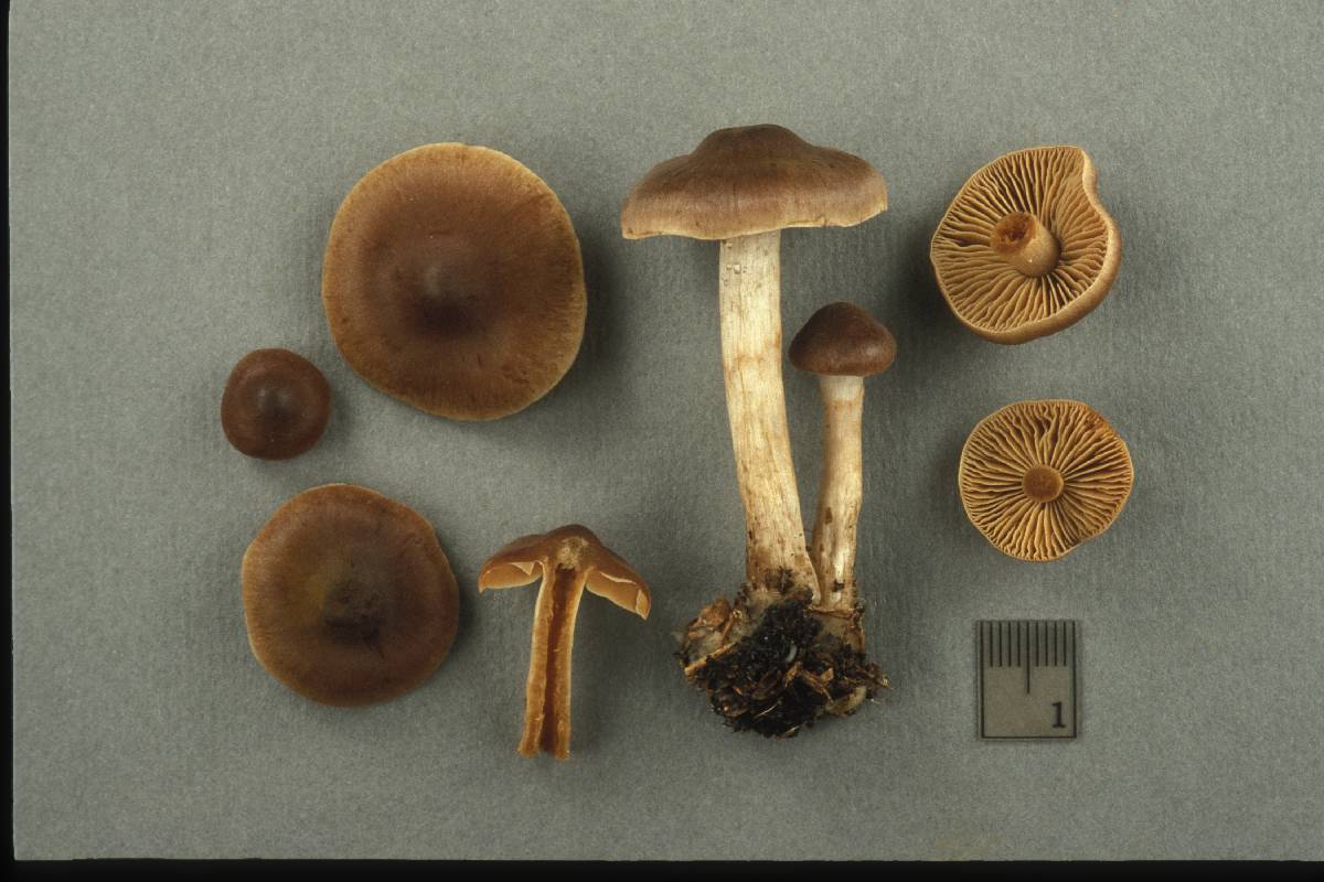 Cortinarius praestigiosus image