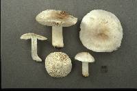 Tricholoma serratifolium image