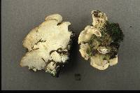Oxyporus populinus image