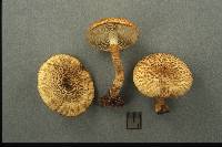 Leucopholiota decorosa image