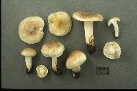 Hygrophorus roseobrunneus image