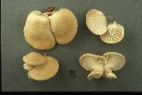 Pleurotus populinus image