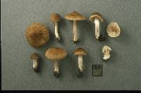 Inocybe gausapata image