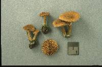 Inocybe dulcamara image