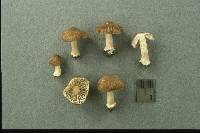 Inocybe albomarginata image