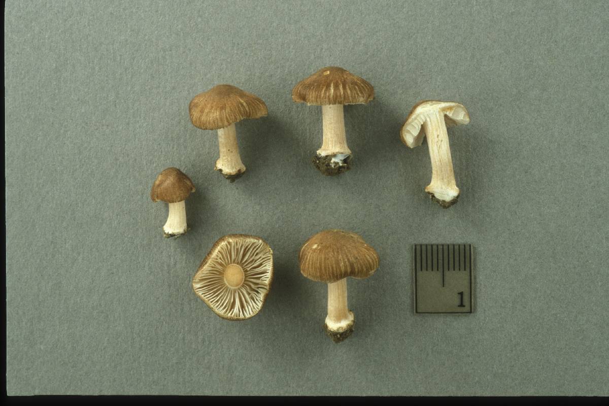Inocybe albomarginata image