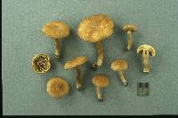 Inocybe dulcamara image