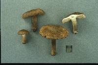 Inocybe maritimoides image