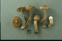 Inocybe prominens image