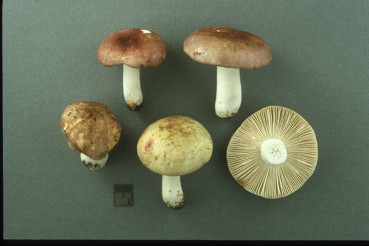 Russula dryophila image