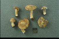 Inocybe mixtilis image