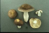 Russula grisea image