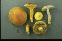 Pulveroboletus ravenelii image