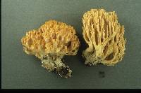 Ramaria formosa image