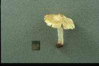 Inocybe pelargonium image