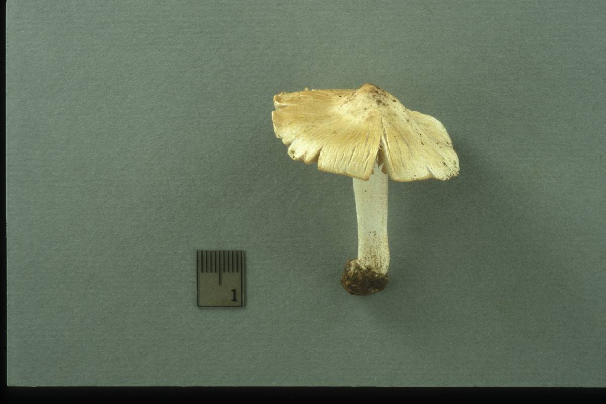 Inocybe pelargonium image