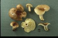 Lactarius hysginus image