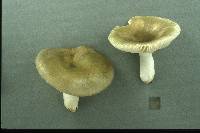 Russula aeruginea image