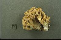 Ramaria fennica var. griseolilacina image