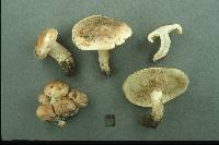 Tricholoma acerbum image