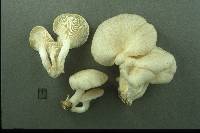 Pleurotus pulmonarius image