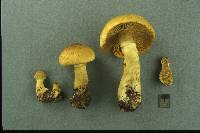 Cortinarius aromaticus image