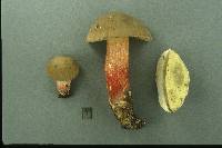 Boletus roseipes image