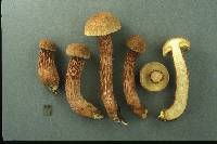 Boletellus russellii image