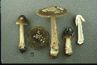 Amanita variicolor image