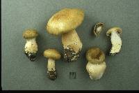 Cortinarius subtortus image