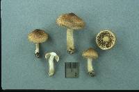 Inocybe flocculosa image